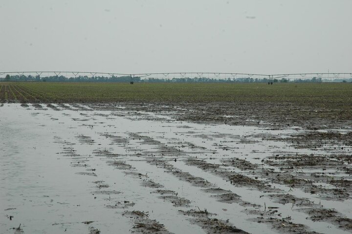 Flooded field of corn