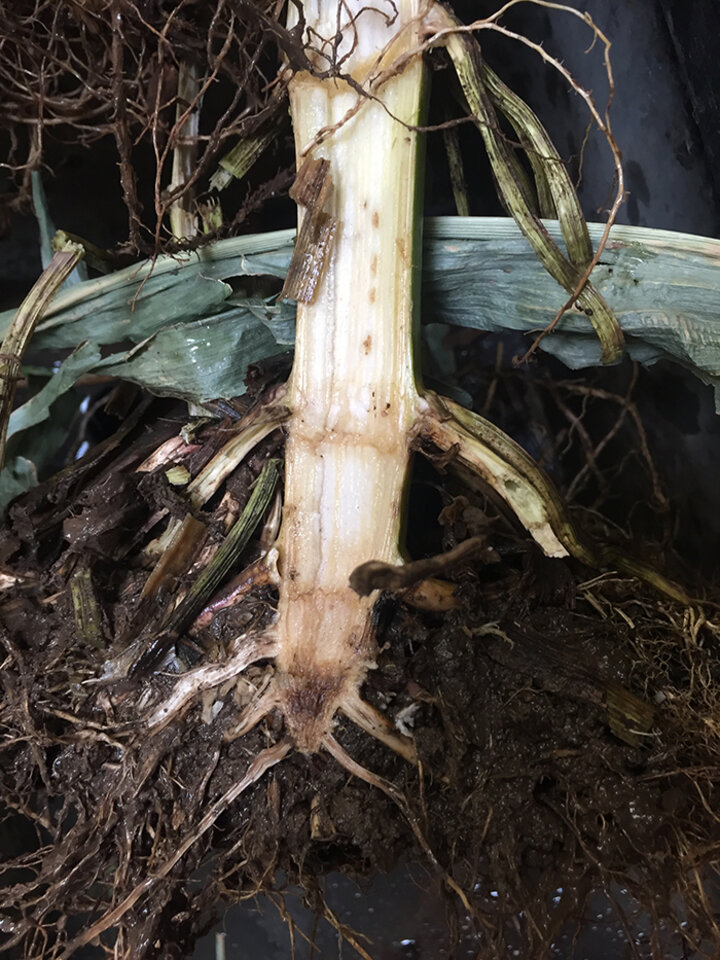 Fusarium crown rot on a corn stalk