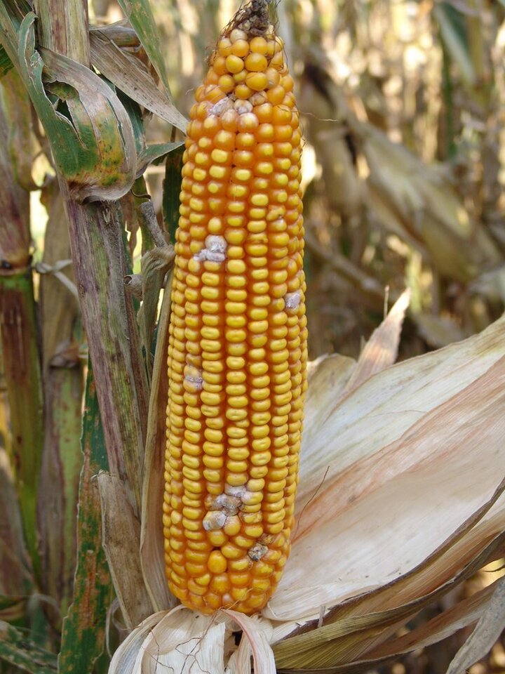 Fusarium ear rot of corn