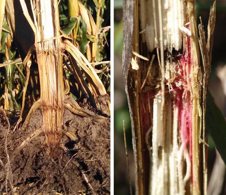 Gibberella and Fusarium stalk rots