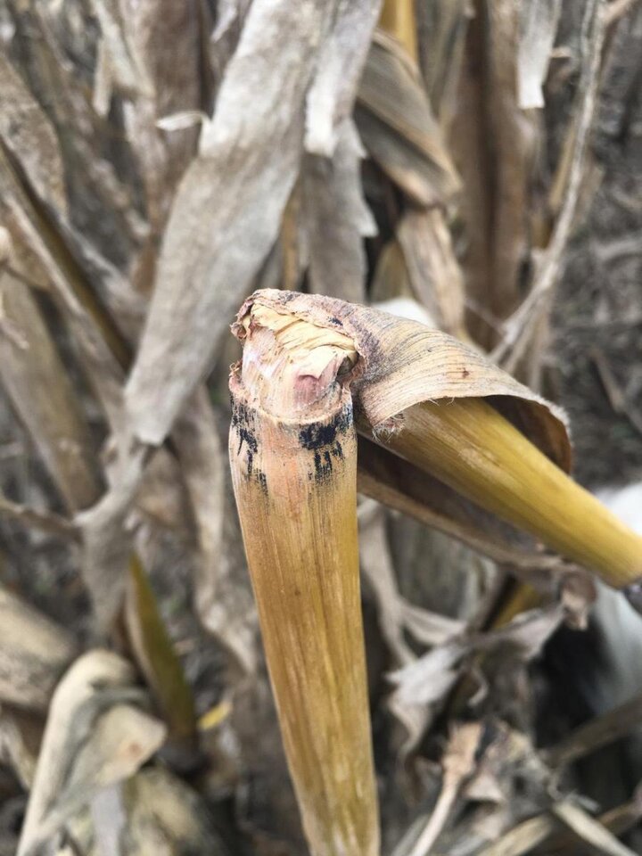 Black structures at nodes indicative of gibberella stalk rot in corn