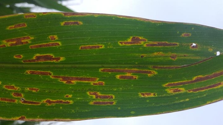 Backlit gray leaf spot lesions on a corn leaf