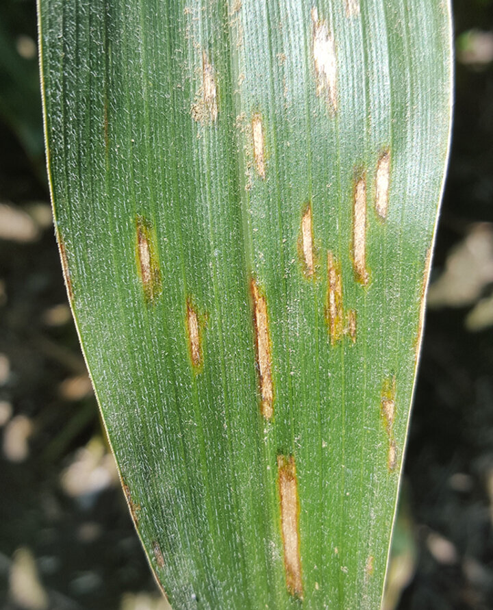 gray leaf spot in corn