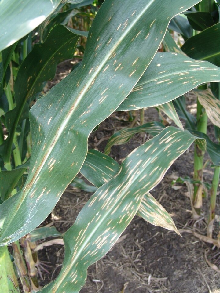 Gray leaf spot in corn
