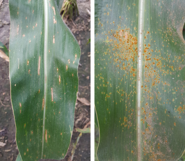 Gray leaf spot
