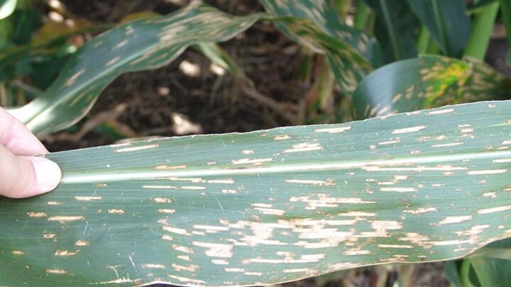 Gray leaf spot in corn