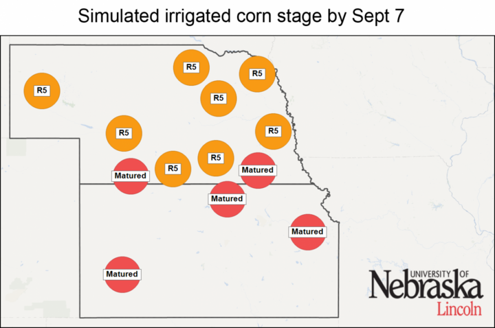 Simulated irrigated corn stages by Aug. 24