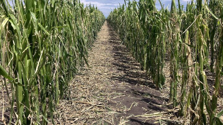 hailed damaged corn field
