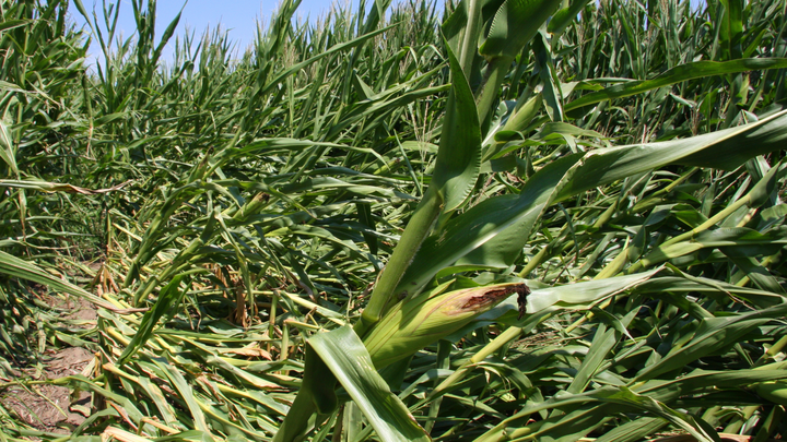 hail damage in corn field