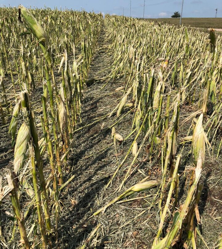 Hailed corn in Howard County 8-16-18