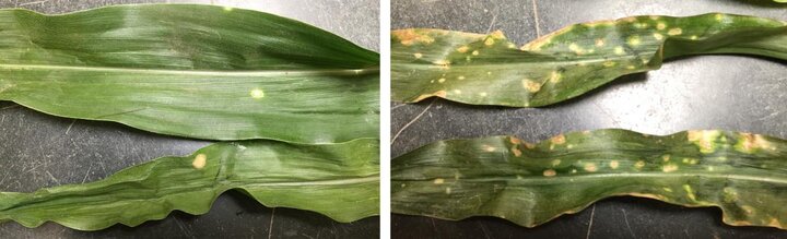 Holcus spot of corn