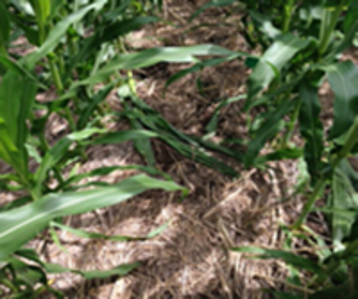 Corn in residue
