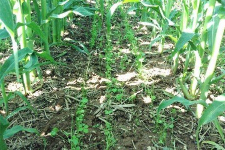 Established cover crops interseeded into corn