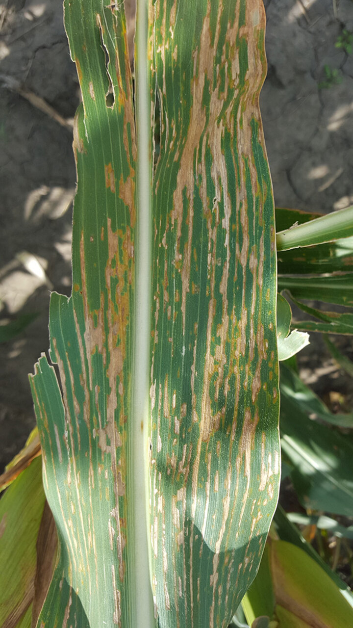 Wavy lesion margins typical of Xanthomonas
