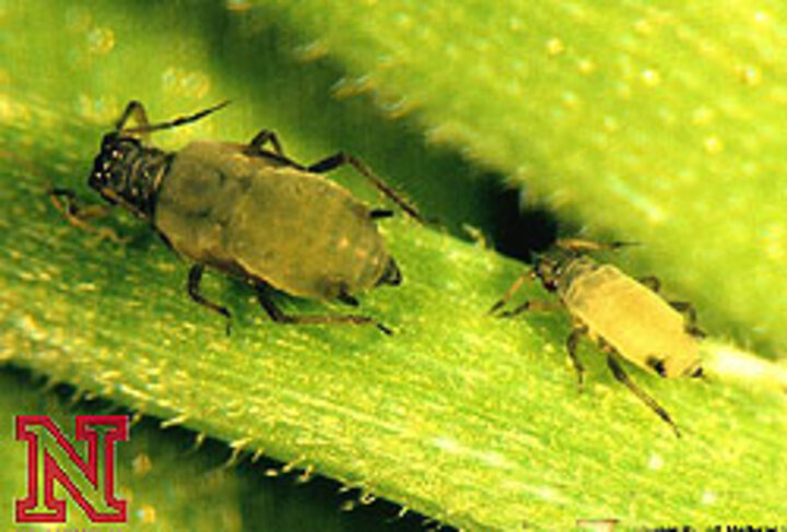 corn leaf aphids