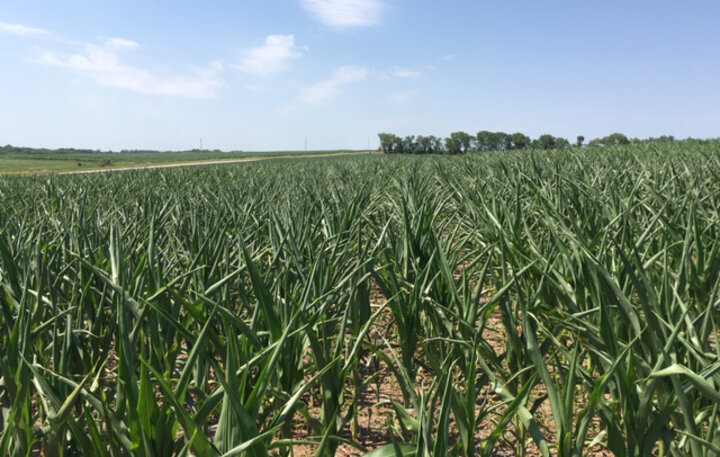 Corn leaf rolling