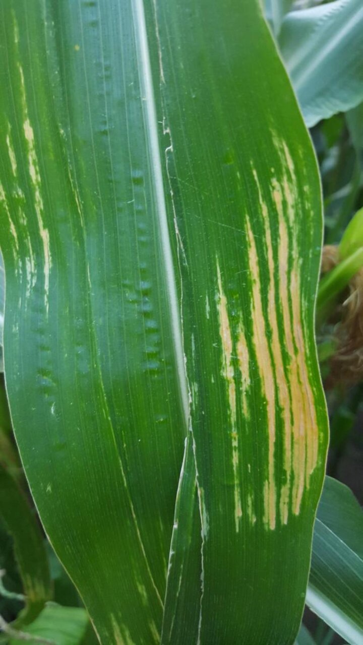 corn leaf scald