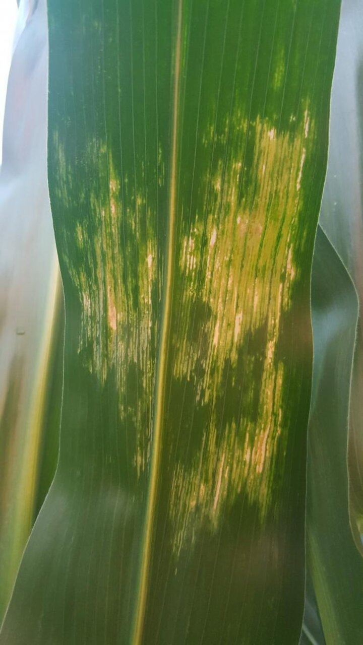 corn leaf scald