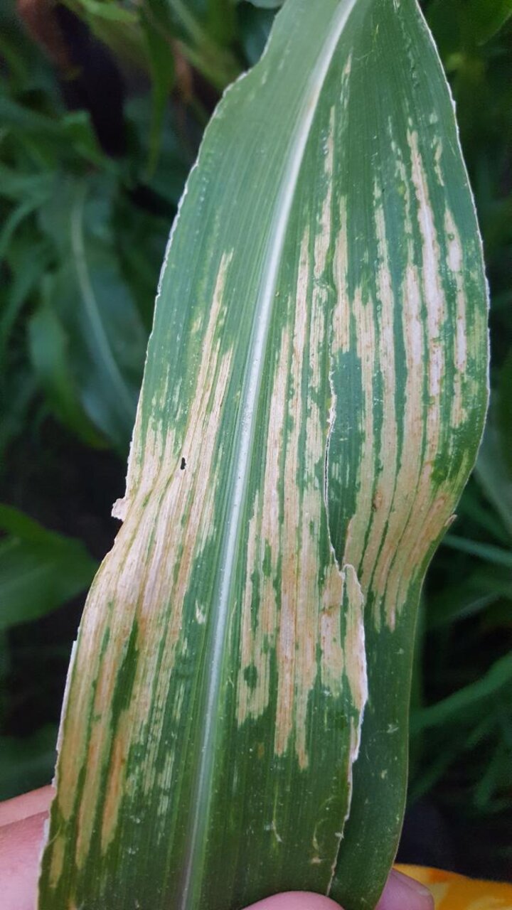 corn leaf scald