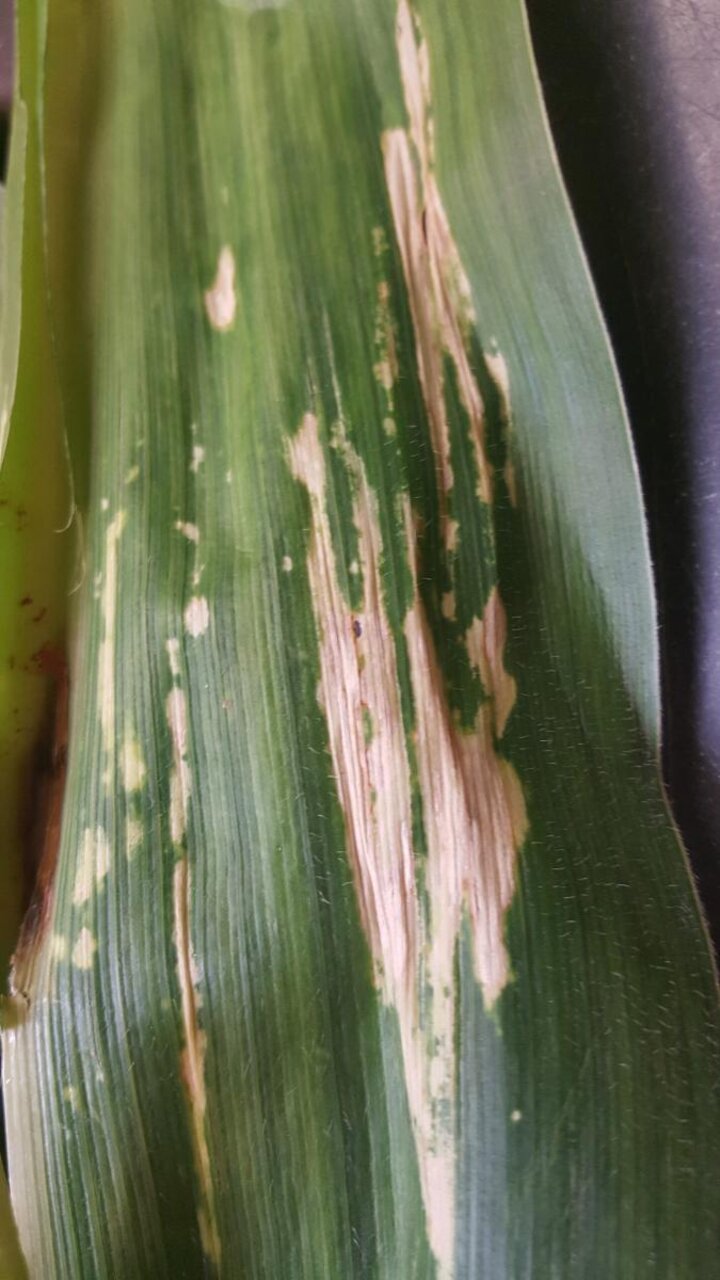 corn leaf scald