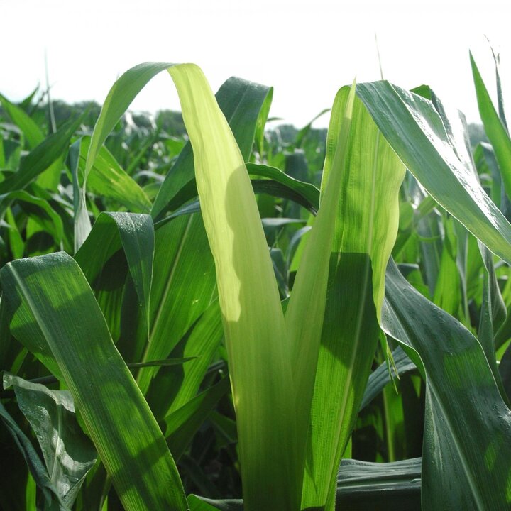 Yellow corn leaf