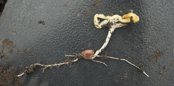 Corn leafing out below ground