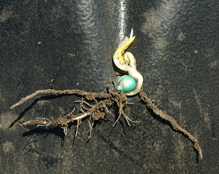 corn leafing out below ground