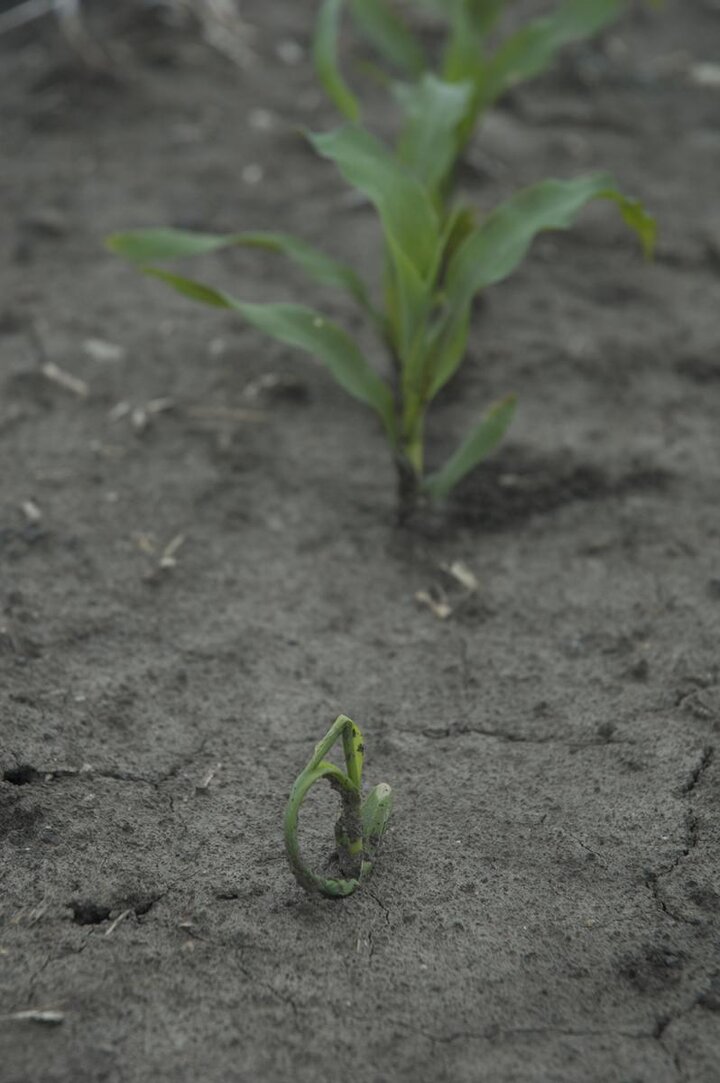 Corn leaves 