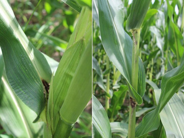 corn lesion