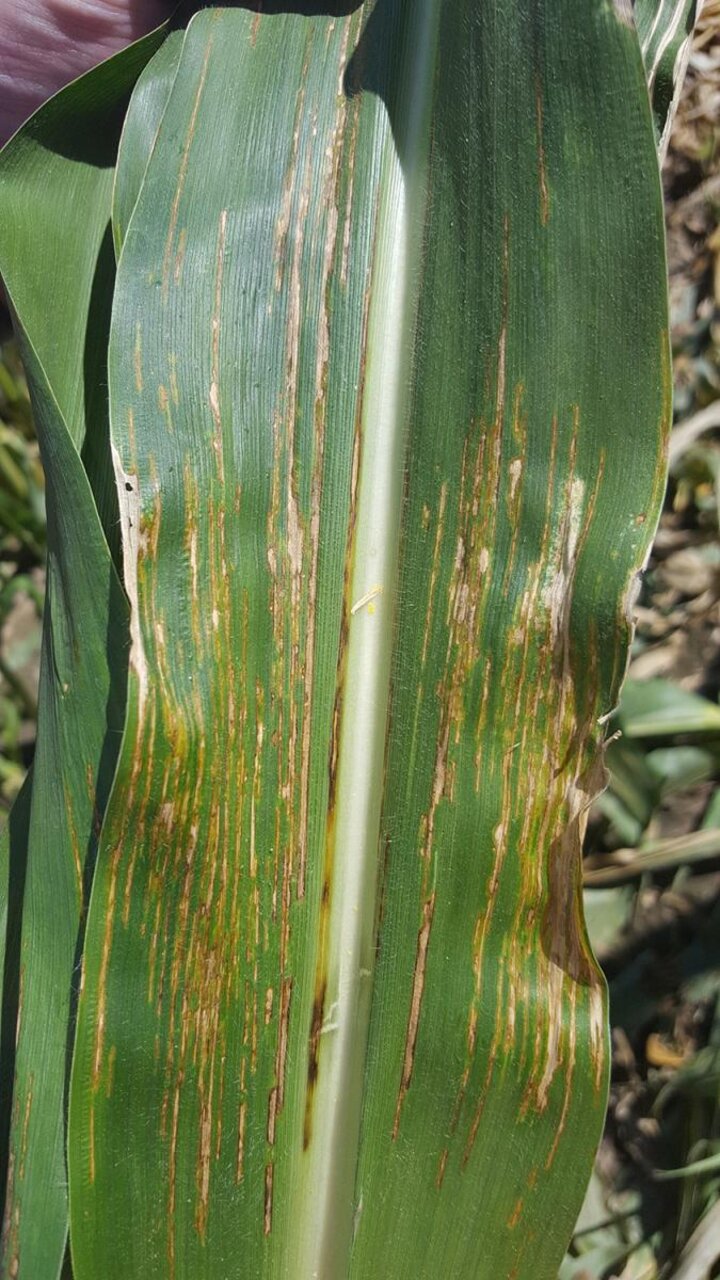 bacterial leaf streak on corn