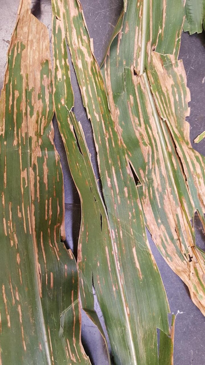 bacterial leaf streak on corn