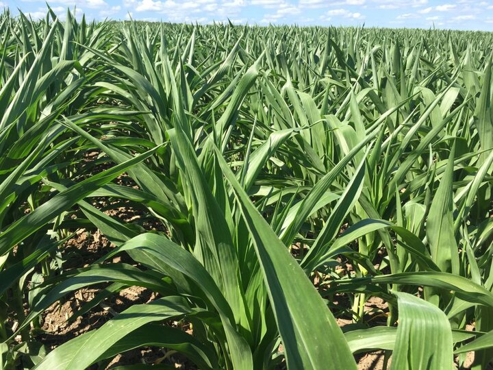 Corn under moisture stress