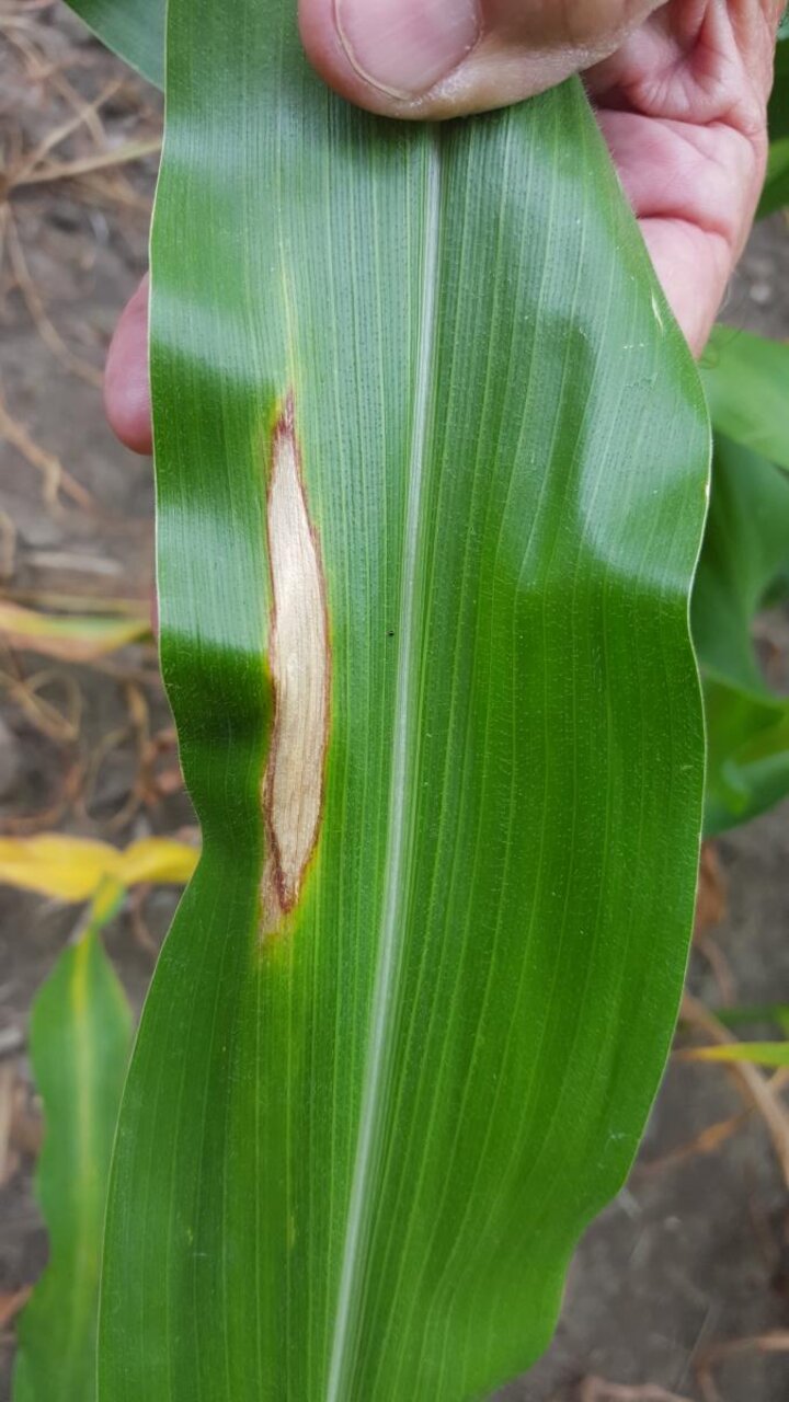 northern corn leaf blight on corn