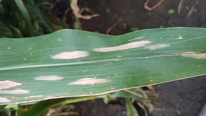Northern corn leaf blight lesions on corn
