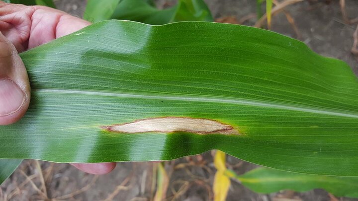 Northern corn leaf blight in corn