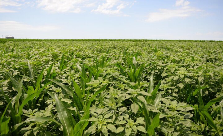 Palmer amaranth in a corn field