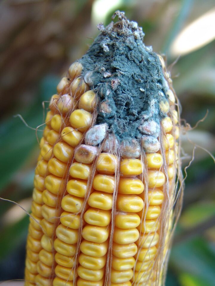 Pencillium ear rot damage to a corn ear