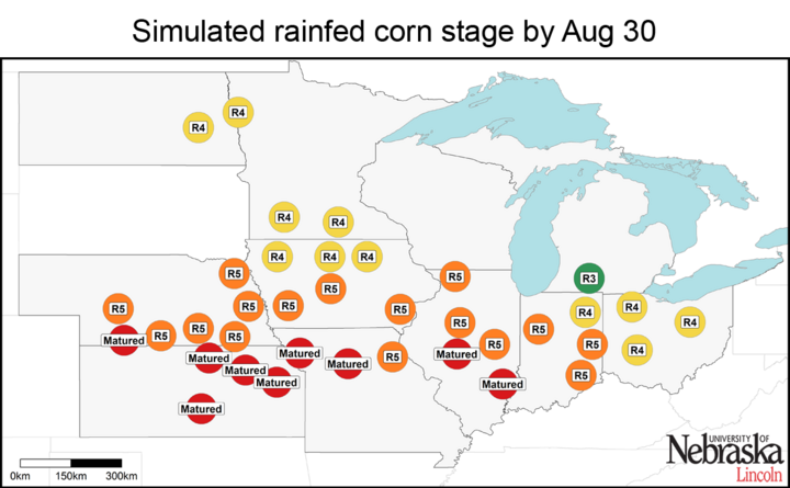 Estimated corn growth stage at rainfed sites