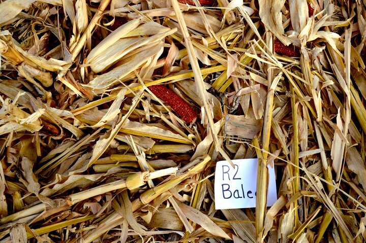 Corn residue after baling