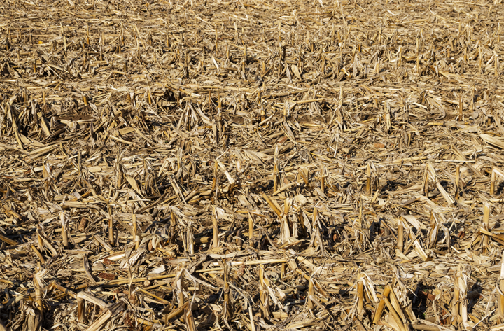 corn residue in field after harvest