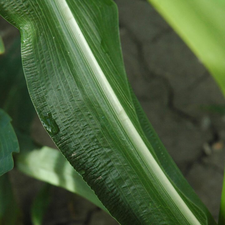 Rippled corn leaf