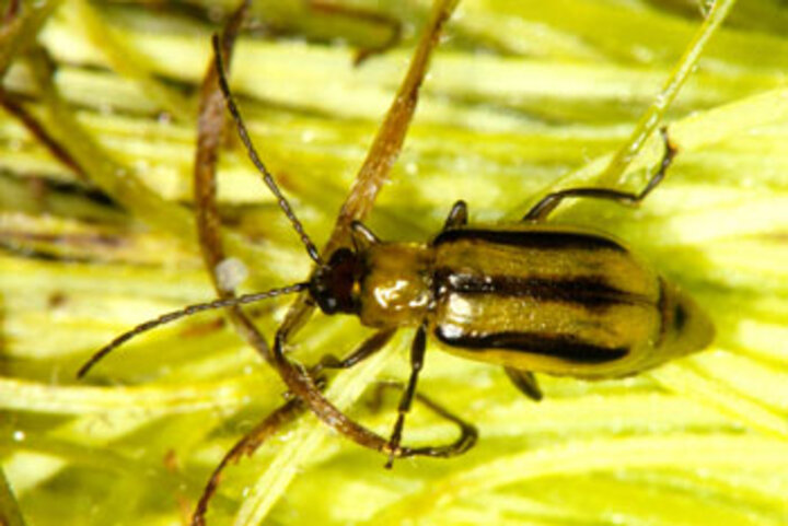 Western corn rootworm beetle