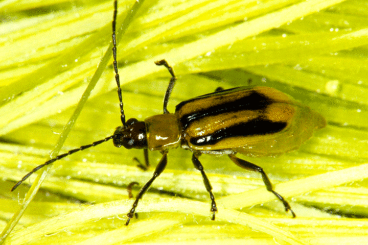 Corn rootworm