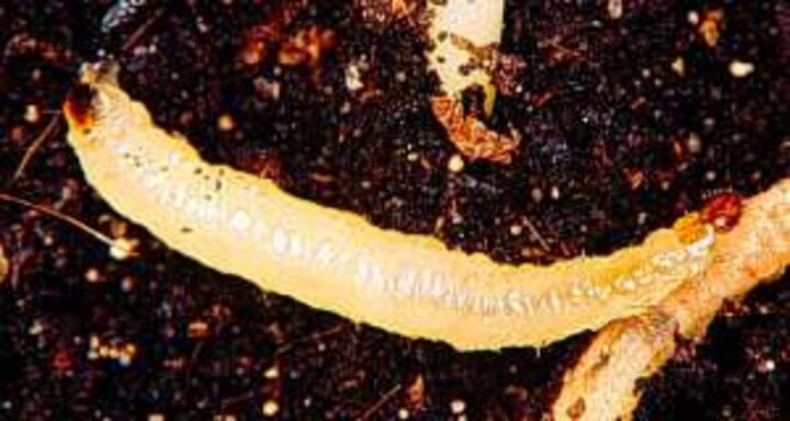 corn rootworm larvae