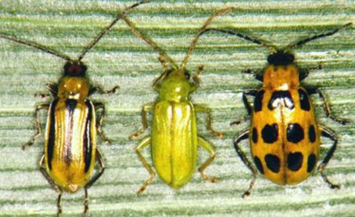 corn rootworm adults