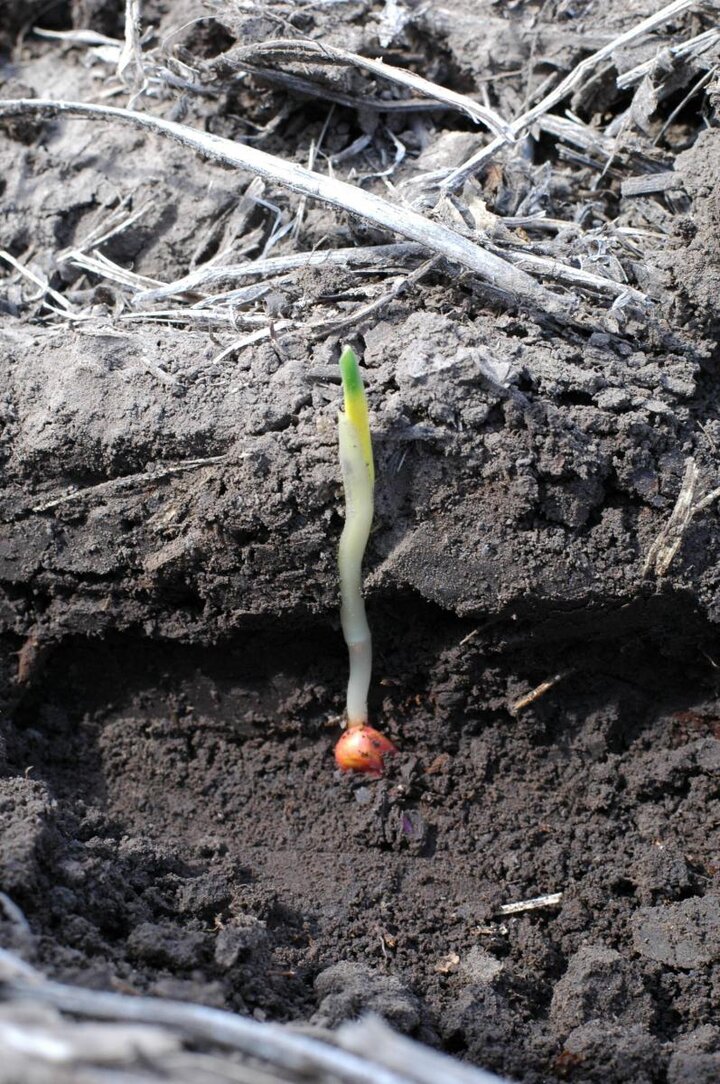 Corn seedling with yellow banding