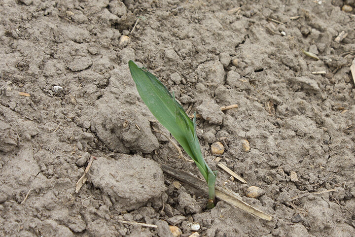 Damage to corn seedling