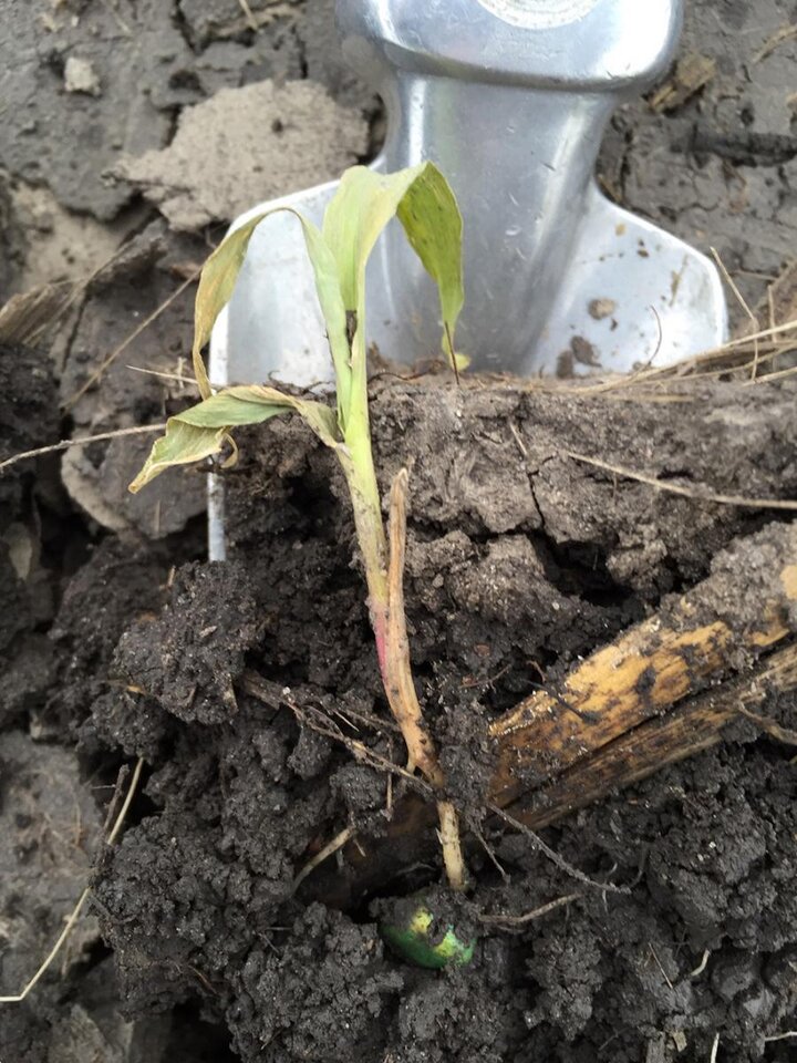 Corn seedling damping off