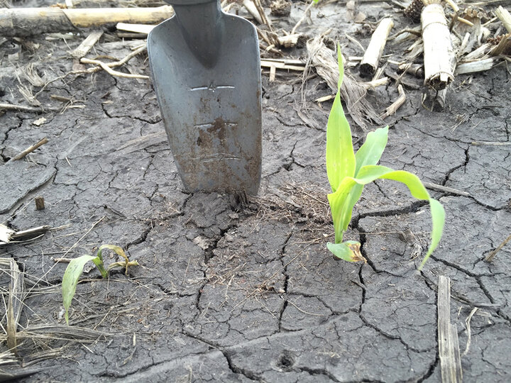 corn seedling disease