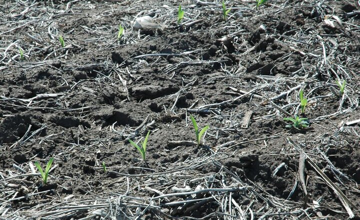 Corn seedlings